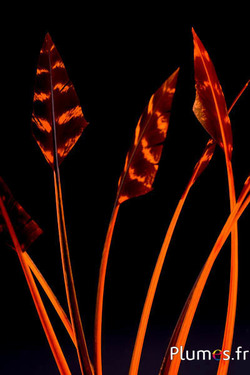 Dindon flèche - 23-30 cm - orange